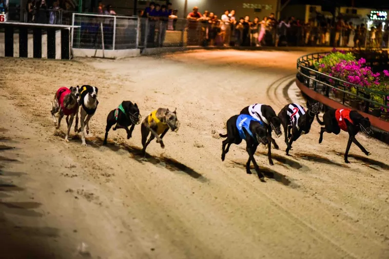 Hướng Dẫn Chơi Đua Chó 188Loto Chắc Thắng Cho Người Mới Bắt Đầu