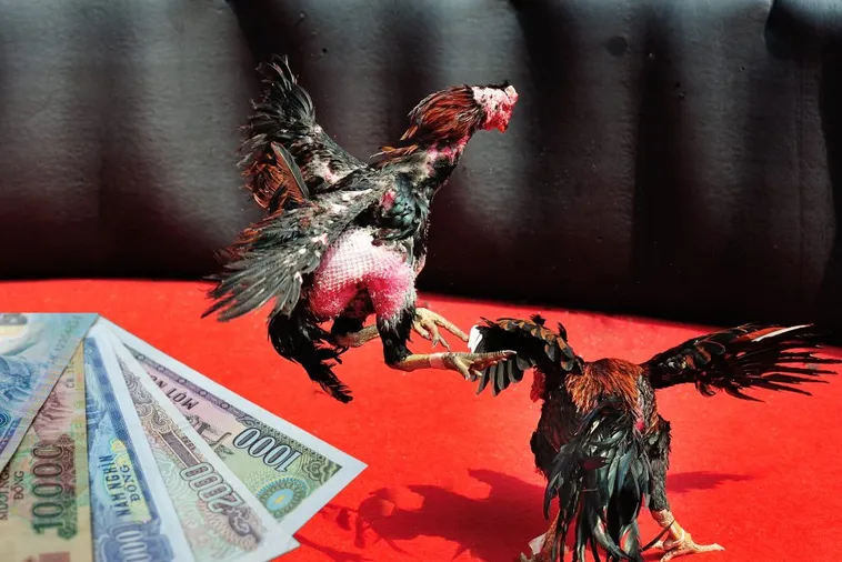 Bí Kíp Chơi Đá Gà Sabong 188Loto Trực Tiếp Từ Philippines